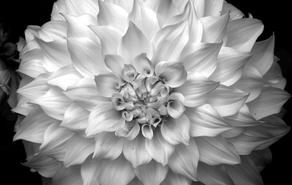 Black Dahlia & White Rose